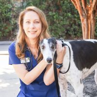 VCA Ashford Animal Hospital ico