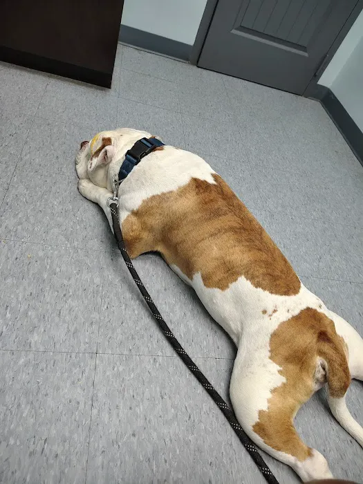 Aldine Westfield Animal Clinic Picture 3