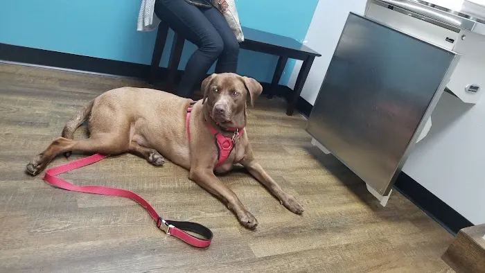 Aldine Westfield Animal Clinic Picture 1