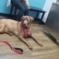 Aldine Westfield Animal Clinic ico