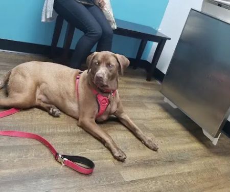 Aldine Westfield Animal Clinic