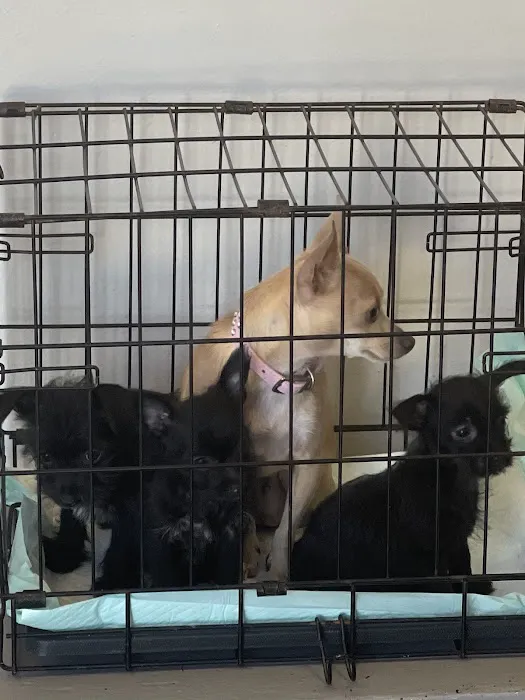 Cypresswood Animal Clinic Picture 2