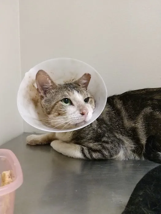 Cypresswood Animal Clinic Picture 1