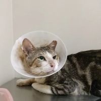 Cypresswood Animal Clinic ico