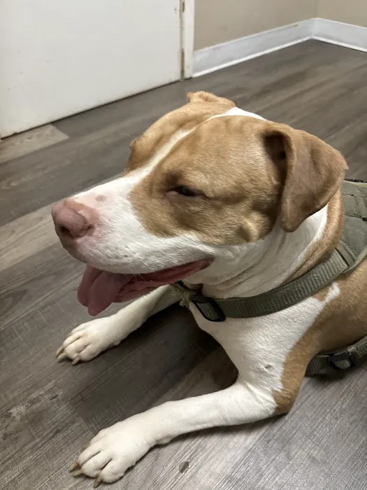 Cypresswood Animal Clinic Picture 5