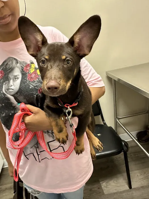 Cypresswood Animal Clinic Picture 10