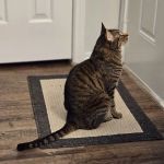 VCA Spring Animal Hospital