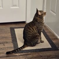 VCA Spring Animal Hospital ico