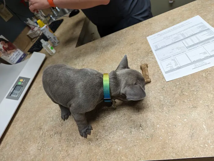VCA Spring Animal Hospital Picture 7