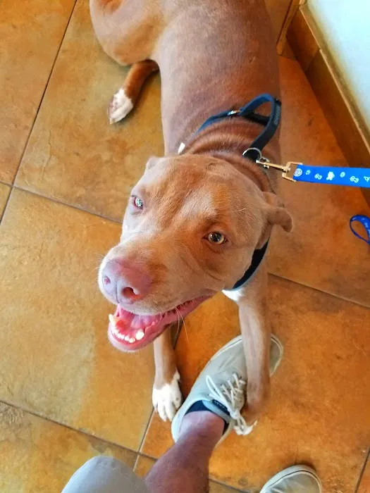 VCA Spring Animal Hospital Picture 8