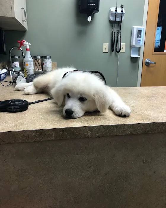 VCA Spring Animal Hospital Picture 9
