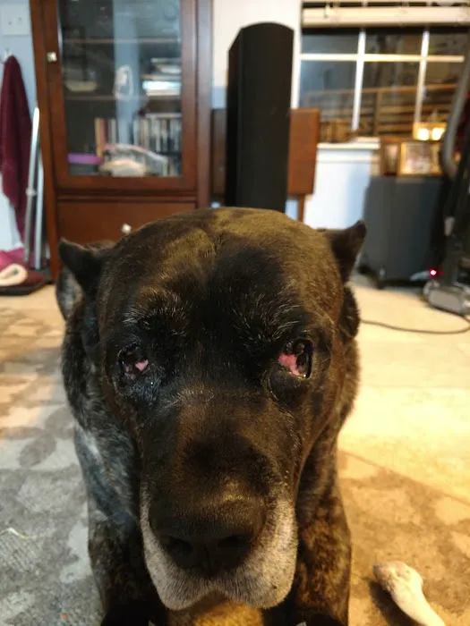 North Houston Veterinary Ophthalmology Picture 6