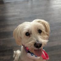 North Houston Veterinary Ophthalmology ico