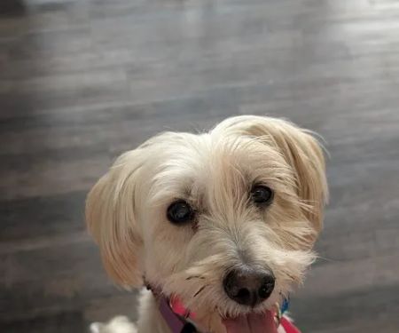 North Houston Veterinary Ophthalmology