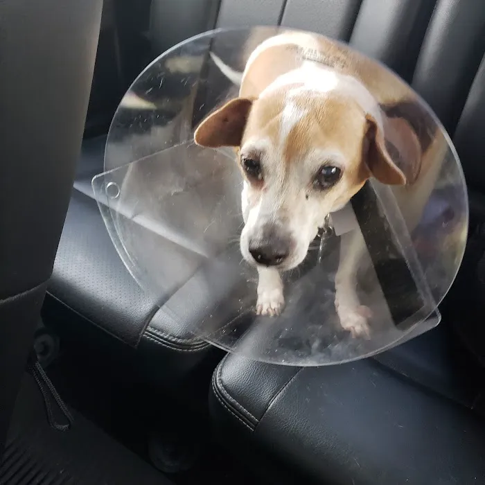 North Houston Veterinary Ophthalmology Picture 10