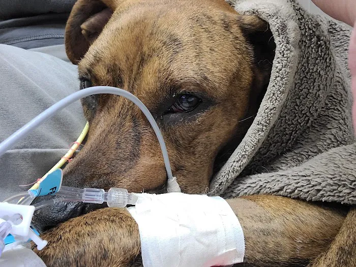BluePearl Pet Hospital Picture 6