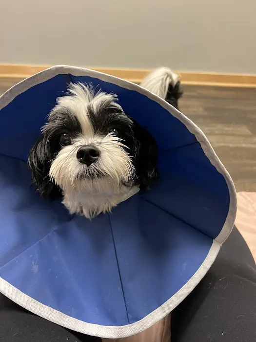 BluePearl Pet Hospital Picture 5