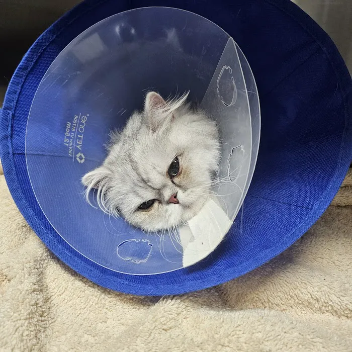 BluePearl Pet Hospital Picture 9