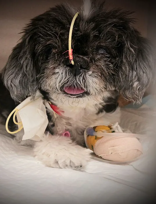 BluePearl Pet Hospital Picture 2