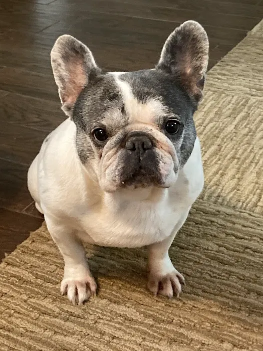 BluePearl Pet Hospital Picture 10