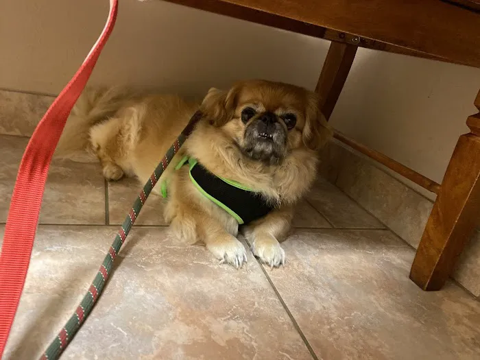 Enchanted Oaks Animal Hospital Picture 10