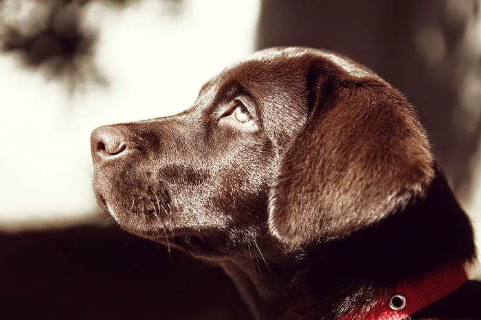 Enchanted Oaks Animal Hospital Picture 1