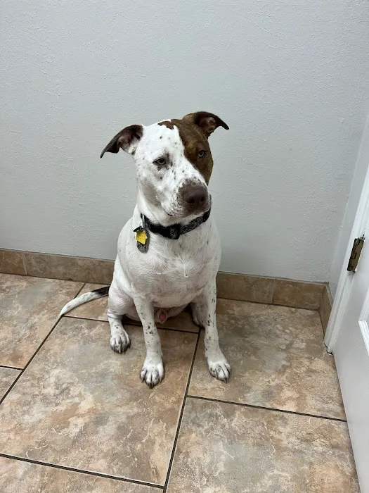 Enchanted Oaks Animal Hospital Picture 9