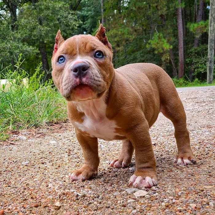 Houston's Ear Cropping Clinic Picture 8