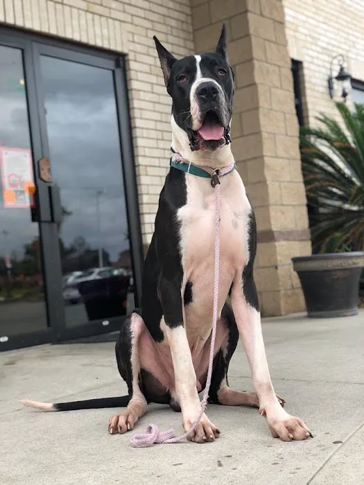 Houston's Ear Cropping Clinic Picture 6