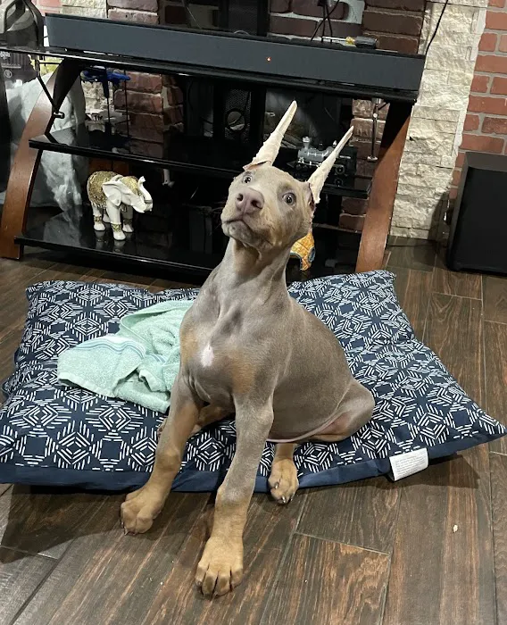 Houston's Ear Cropping Clinic Picture 7
