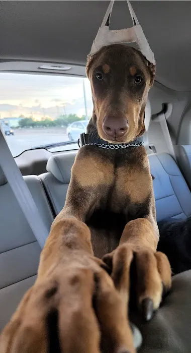 Houston's Ear Cropping Clinic Picture 2
