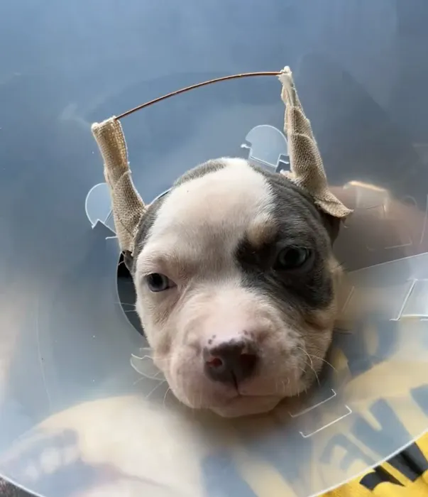 Houston's Ear Cropping Clinic Picture 1