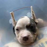 Houston's Ear Cropping Clinic ico