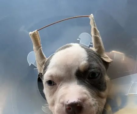 Houston's Ear Cropping Clinic