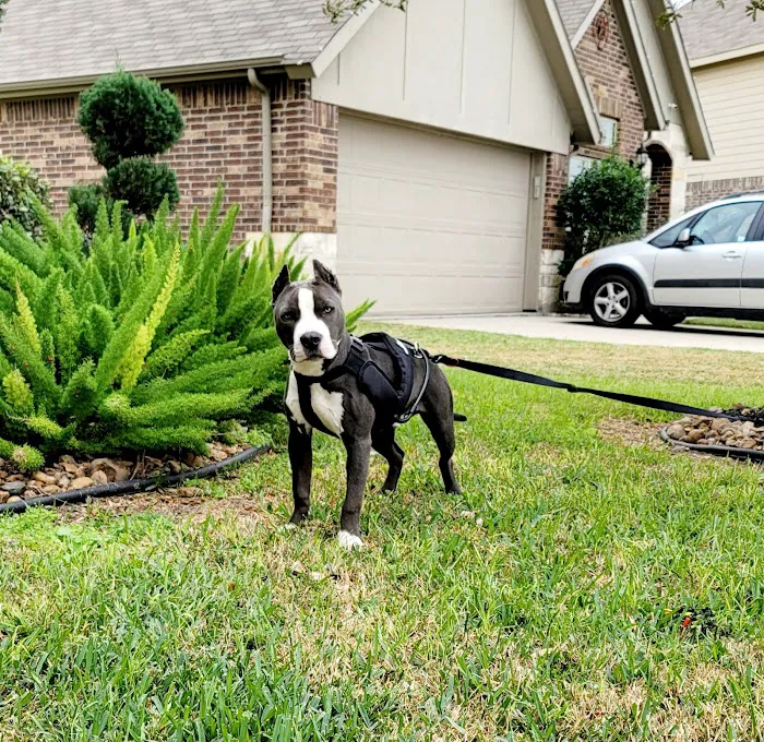 Houston's Ear Cropping Clinic Picture 10
