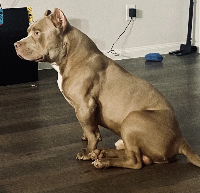 Houston's Ear Cropping Clinic Picture 3