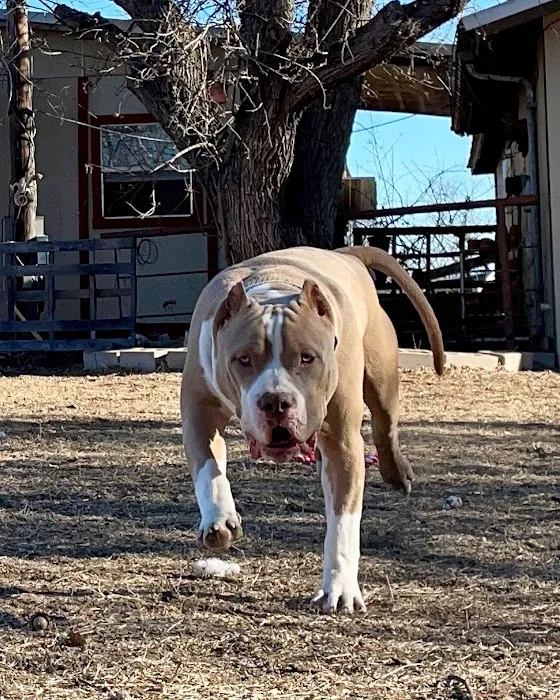 Houston's Ear Cropping Clinic Picture 9