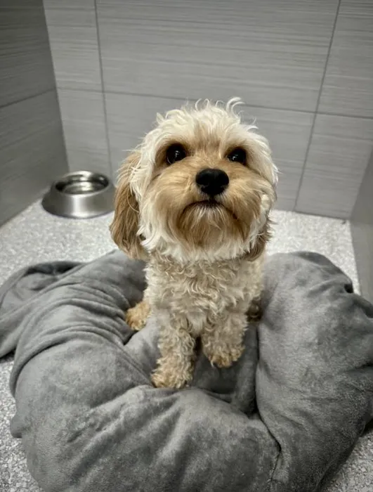 Cole Veterinary Hospital at Harmony Picture 5