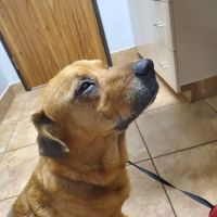 Veterinary Medical Center of Spring ico