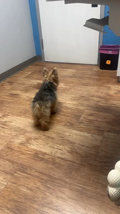 Companion Animal Hospital Picture 7