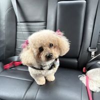 Stuebner Airline Veterinary Hospital ico