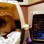 VCA Prestonwood Animal Hospital