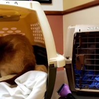 VCA Prestonwood Animal Hospital ico