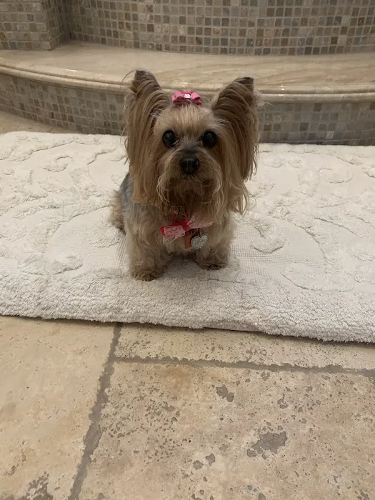 VCA Prestonwood Animal Hospital Picture 10