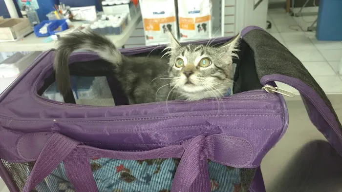 Springwood Veterinary Hospital Picture 2