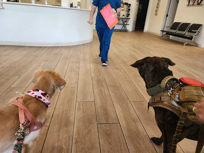 Springwood Veterinary Hospital Picture 3