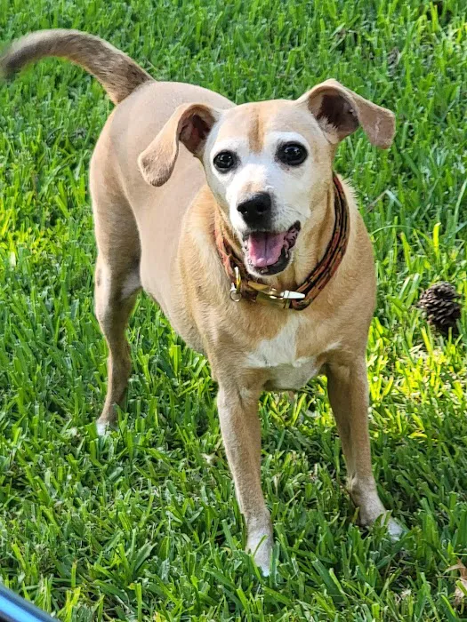 Springwood Veterinary Hospital Picture 8