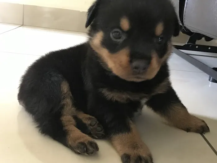 Best Care Animal Hospital Picture 2