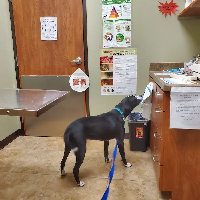 Best Care Animal Hospital Picture 3
