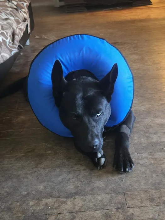 Best Care Animal Hospital Picture 9